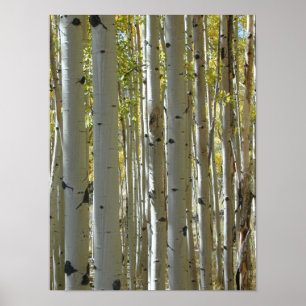 Poster Copie verticale de troncs d'Aspen