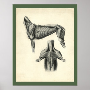 Poster Copie vétérinaire d'anatomie de muscle de chien