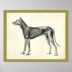 Poster Copie vétérinaire d'anatomie de muscle de chien