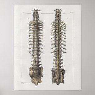 Poster Copie vintage d'anatomie de 1867 os de colonne