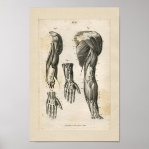 Poster Copie vintage d'anatomie de muscles de bras