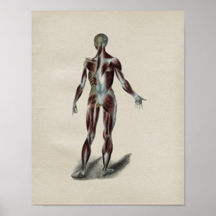 Poster Copie vintage d'anatomie de muscles d'humain