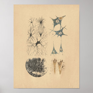 Poster Copie vintage d'anatomie de neurone d'esprit
