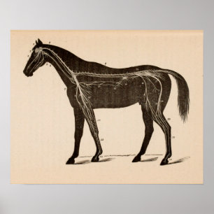 Poster Copie vintage d'anatomie de système nerveux de