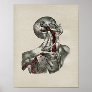 Poster Copie vintage d'anatomie humaine de cou