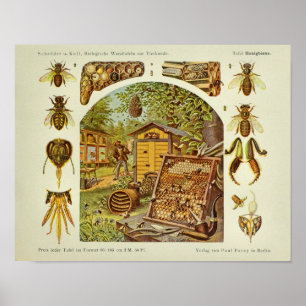 Poster Copie vintage d'art d'apiculteur d'anatomie