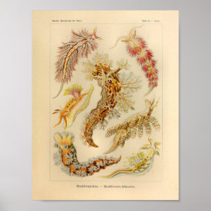 Poster Copie vintage d'art d'Ernst Haeckel de couleur de