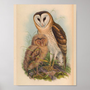 Poster Copie vintage d'art d'oiseau de brun de hibou