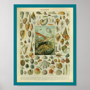 Poster Copie vintage de coquilles de vie marine de
