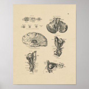 Poster Copie vintage de l'anatomie 1880 de nerfs de