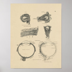 Poster Copie vintage de l'anatomie 1880 d'oeil humain