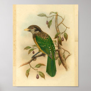 Poster Copie vintage de Naped d'oiseau vert noir de chat