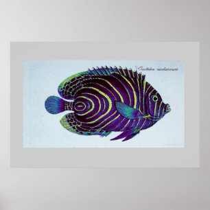 Poster copie vintage de scalaire