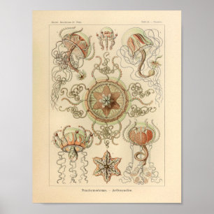 Poster Copie vintage d'Ernst Haeckel de couleur de