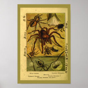 Poster Copie vintage d'histoire naturelle de tarentule