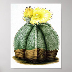 Poster Copie vintage fleurissante d'histoire naturelle du
