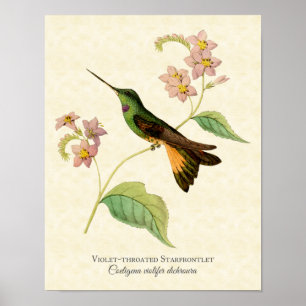 Poster copie Violet-throated d'art de colibri de
