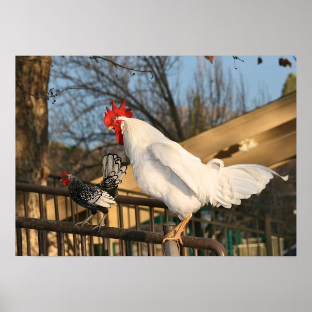 Poster Coq "Bantam & Sebright" (Devant)