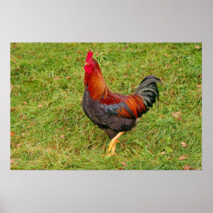 Poster Coq (coq)