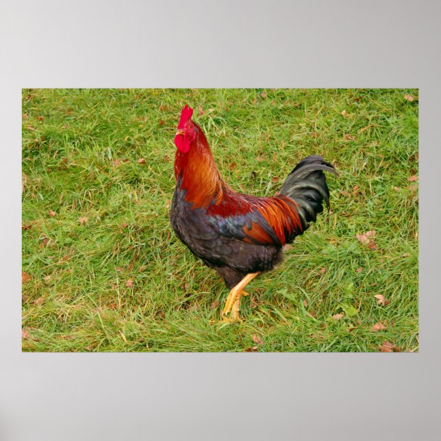 Poster Coq (coq) (Devant)