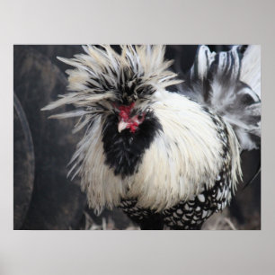 Poster Coq crêté polonais