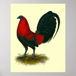 Poster Coq de combat américain : Brun Rouge