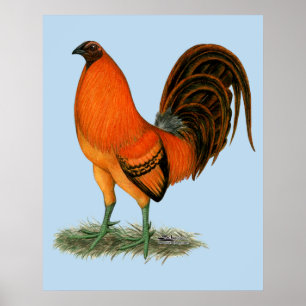 Poster Coq de combat Ginger Rouge