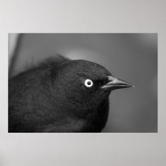 Poster Coq effrayant oiseau