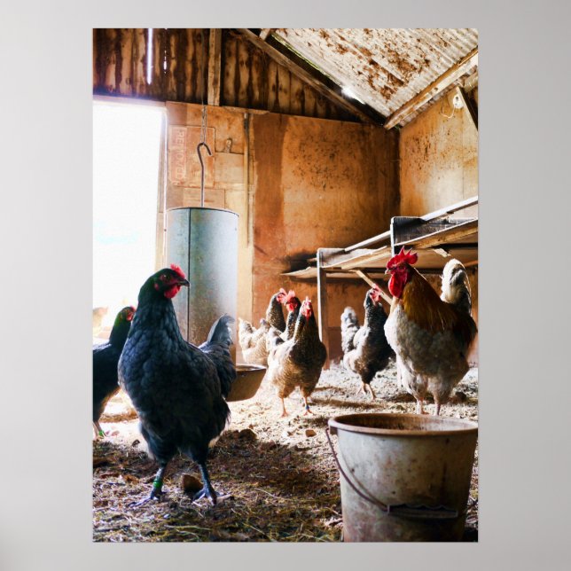Poster Coq et poules à l'intérieur de la grange (Devant)