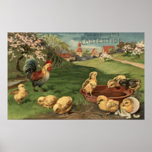 Poster Coq et poussins