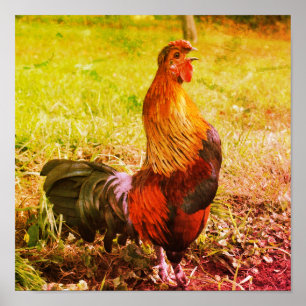 Poster Coq qui chante ferme animal abstrait