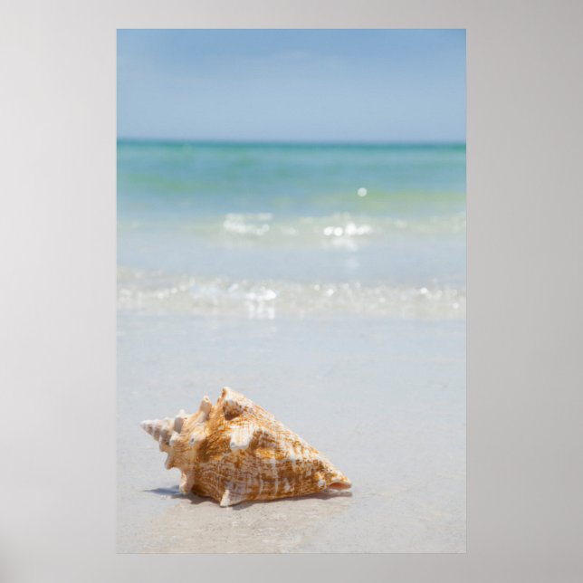 Poster Coque Conch Sur La Plage | Floride, Saint-Pétersbo (Devant)