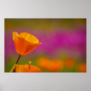 Poster coquelicot et rose