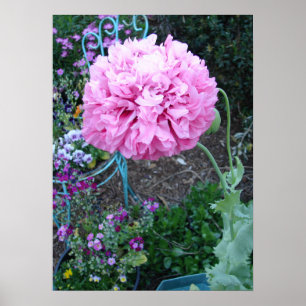 Poster Coquelicot rose poppy fleur florale jardin de prin