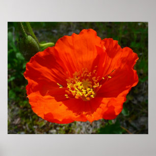 Poster Coquelicot Rouge d'Alaska Fleur Colorée
