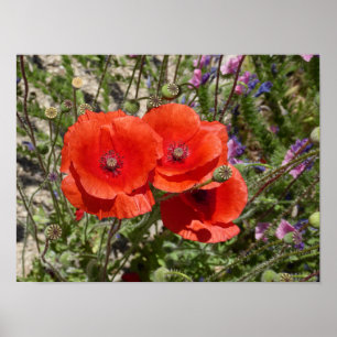 POSTER COQUELICOTS