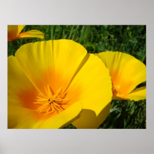 Poster COQUELICOTS D'ART DE BUREAU Coquelicots Fleurs 4 I
