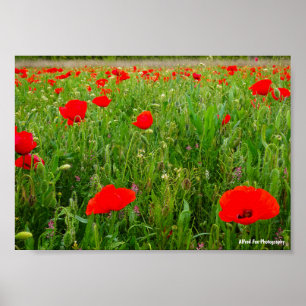 Poster Coquelicots et Fleurs Sauvages