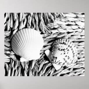 Poster Coques