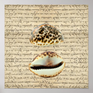 Poster Coques de cowrie