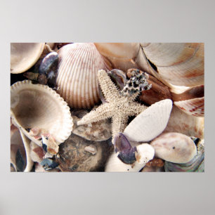 Poster Coques de mer