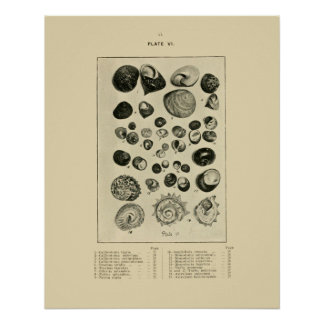 Poster Coques NZ