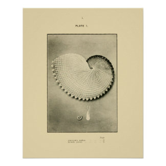 Poster Coques NZ - Argonauta nodosa et Spirula Peroni