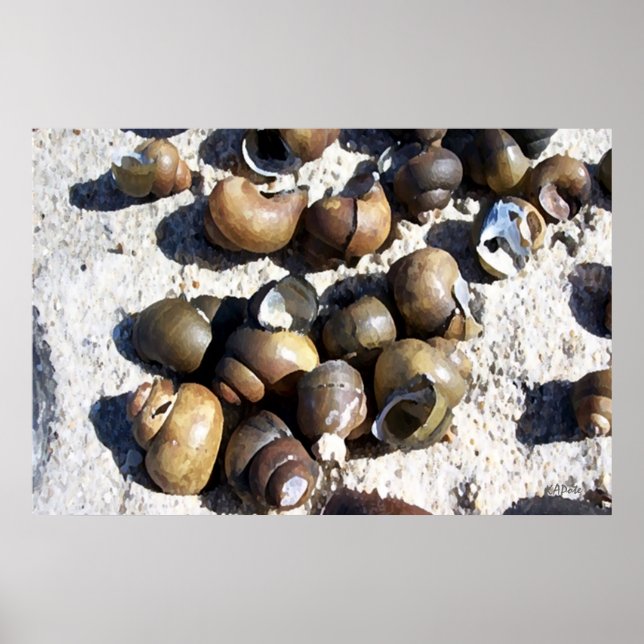 Poster Coques SNAIL (Devant)