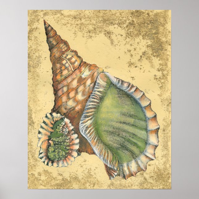 Poster Coquillage Brown et vert (Devant)