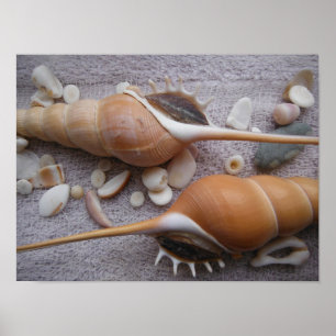 Poster Coquillage, Nautique, Plage, Été, Personnalisé