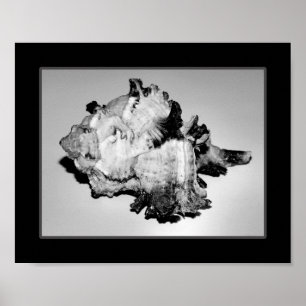 Poster Coquillage noir et blanc Tropical Printable Art