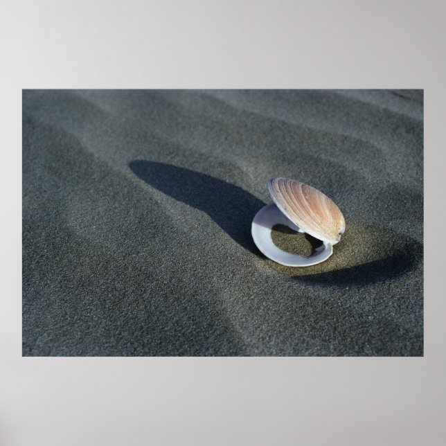 Poster Coquillage, Nouvelle-Zélande (Devant)
