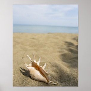Poster Coquillage sur la plage sablonneuse