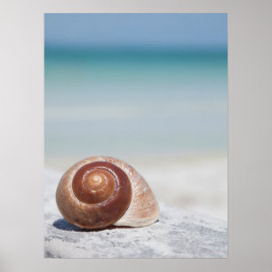 Poster Coquillage sur la plage   St Petersburg, la